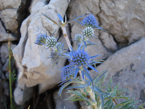 155 Blaue Distel