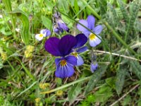 001   Veilchen (Viola riviniana)