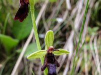 025   Fliegen Ragwurz (Ophrys insectifera)