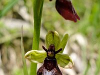 026   Fliegen-Ragwurz (Ophrys insectifera)