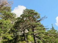 050    Foehre (Pinus sylvestris)