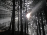 005   die Sonne dringt durch den Wald