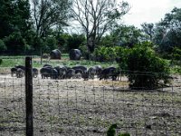 069-eine Herde Wollschweine