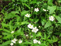 003 - Eisenhutblaettrige Hahnenfuss (Ranunculus aconitifolius)