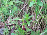 019 -  Fliegen-Ragwurz (Ophrys-insectifera)