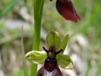020 -  Fliegen-Ragwurz (Ophrys-insectifera)