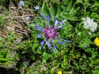 028 -   Berg- Flockenblume (Cyanus montanus)