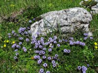 032 -  Nacktstaengelige Kugelblume (Globularia nudicaulis)
