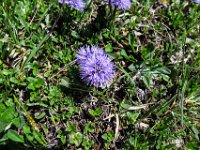 034 -  Nacktstaengelige Kugelblume (Globularia nudicaulis)