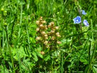 040 -  Zwergorchis (Chamorchis alpina)