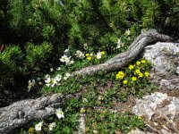 041 -  Latsche oder Berg-Kiefer (Pinus mugo) davor Silberwurz (Dryas octopetala) und Sonnenroeschen (Helianthemum)