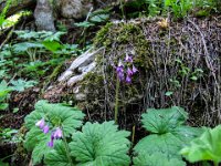 050 -  Alpenheilgloeckchen (Primula matthioli)