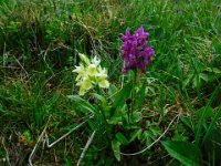 031 Orchideen, Blasses- und Holunder Knabenkraut