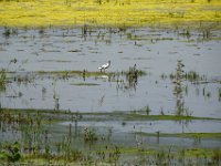 014 Vogelwelt Zicksee