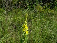 064 im Naturschutzgebiet Dichtbluetige Koenigskerze