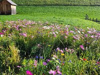 027 Blumenwiese bei der Helm Tal Station