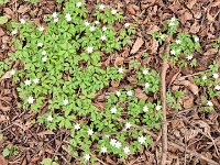 008 Buschwindröschen