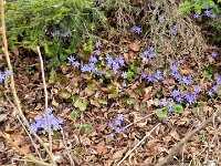 010 Nochmal Leberblümchen