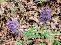 016 Fester Lerchensporn