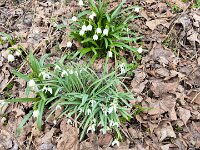 017 Frühlingsknotenblume und Schneeglöckchen