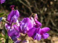 034 Frühlings-Platterbse