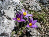 038 Steirische Kuhschelle