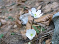 039 Weißes Leberblümchen