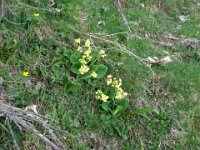 041 Hohe Schlüsselblume