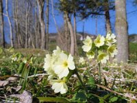 042 Hohe Schlüsselblume