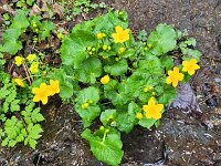 045 Sumpfdotterblume