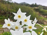 046 Stern - Narzisse