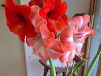 051 Amaryllis