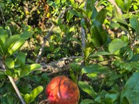 172 Granatapfel